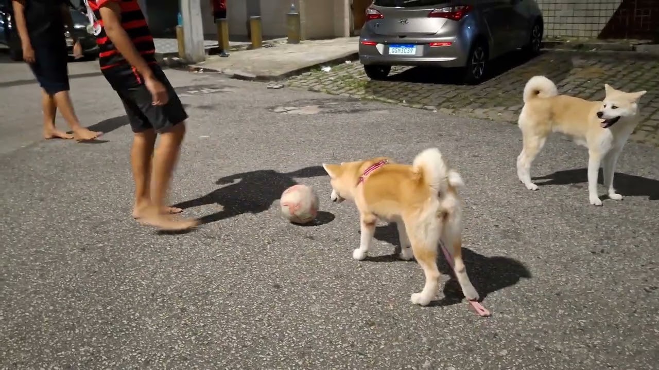 Não mexa com meu pet parte 2