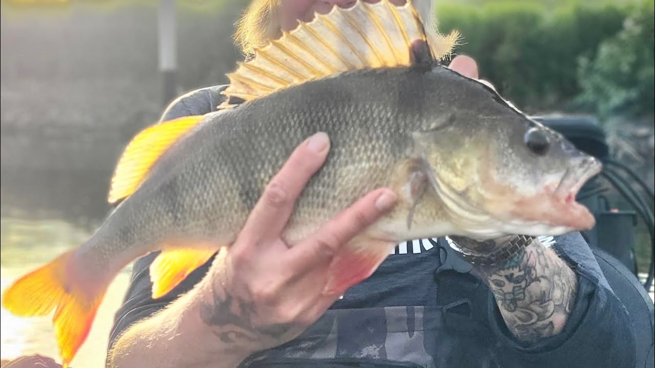 🌊 Dropshotten op Ondiep Water &ndash; Tips voor Baars en Snoekbaars!