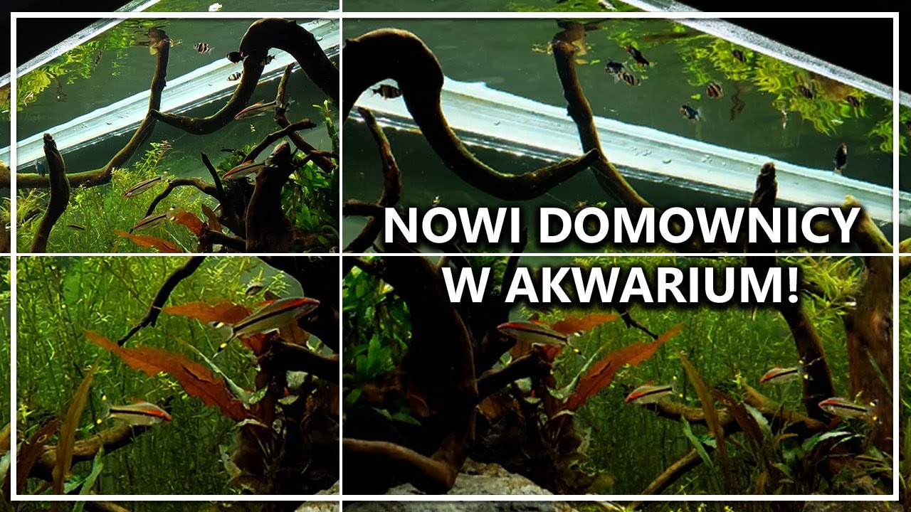 NOWI DOMOWNICY W AKWARIUM!
