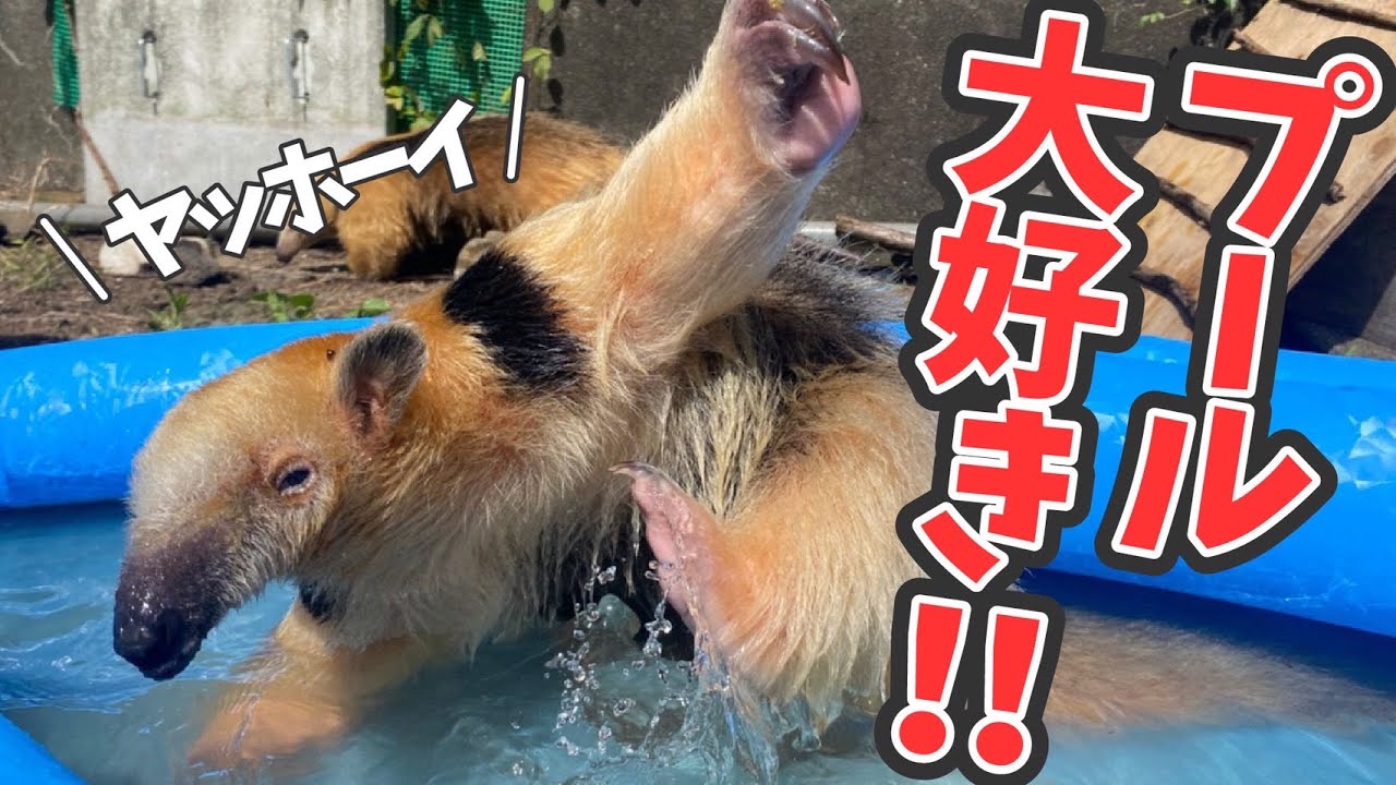 はじめてのプールでミナミコアリクイが大暴れ！
