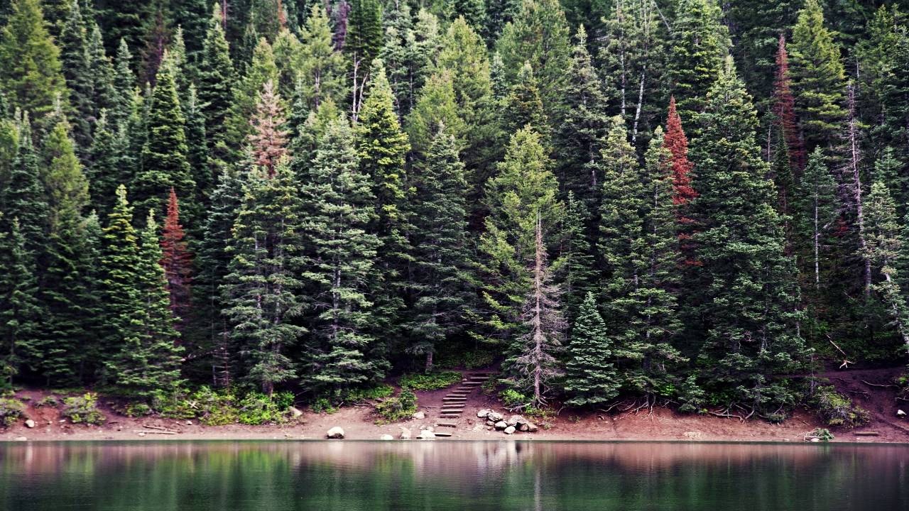 Elebeloib Holydeer | 10h Nature Audio