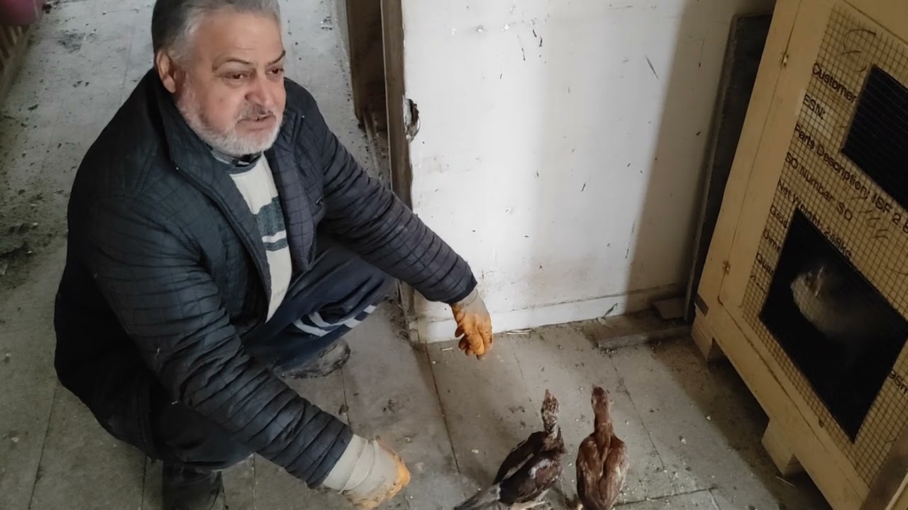 /// SAĞLIKLI CİVCİV BÜYÜTME ŞEKLİ ///