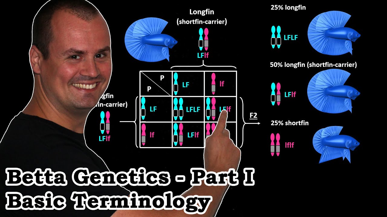 Part I: Betta Genetics - Basic Terminology