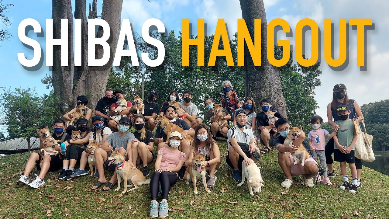 Shibas Gathering