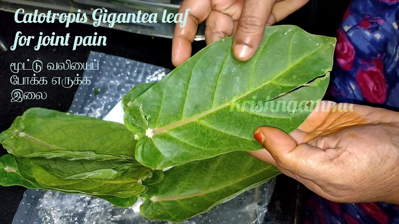 215. Calotropis gigantea leaf for joint pain | மூட்டு வலியைப் போக்க எருக்க இலை