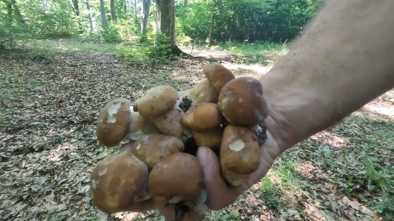 INVAZIE DE HRIBI🍄PRIMA RECOLTĂ DE VINETE🍆🍆🍆