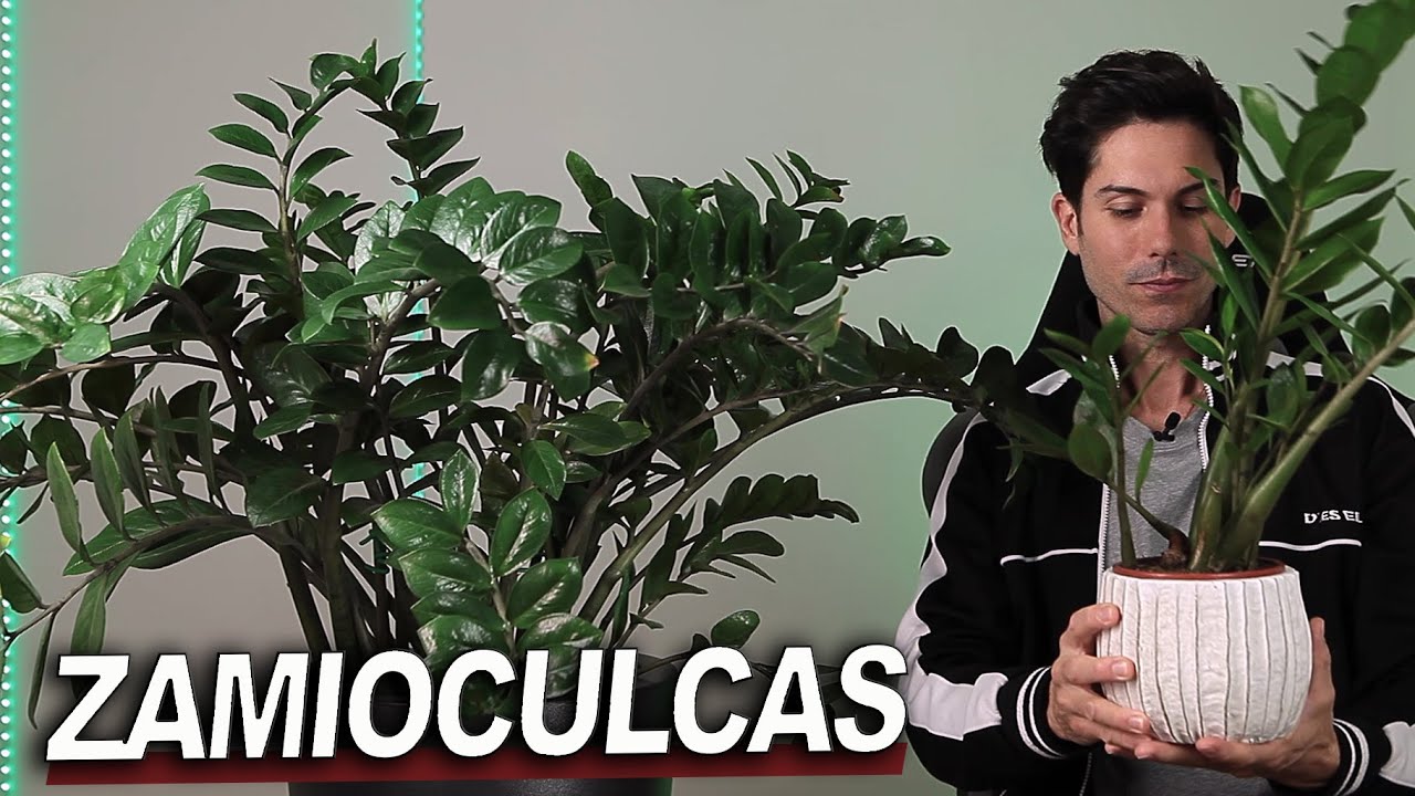 ZAMIOCULCAS Cuidados y reproducción