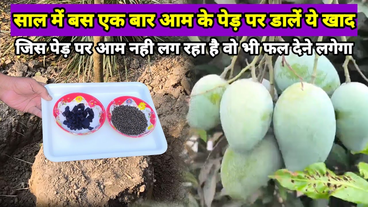 जिस आम के पौधे पर फल नहीं आ रहा है उस पर आएंगे फल भर-भर के | Best Fertilizer for Mango Plant