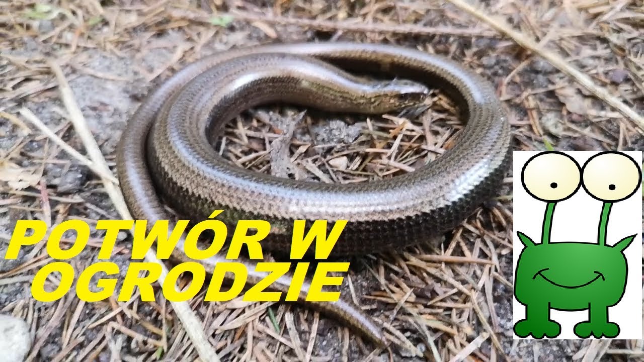 Padalec - jaszczurka bez n&oacute;g.