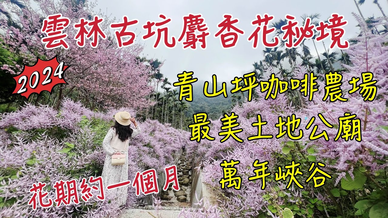 【2024雲林古坑麝香花景點】青山坪咖啡農場麝香花｜古坑萬年峽谷麝香花｜最美土地公廟(福山宮)麝香花｜麝香花期大約一個月哦