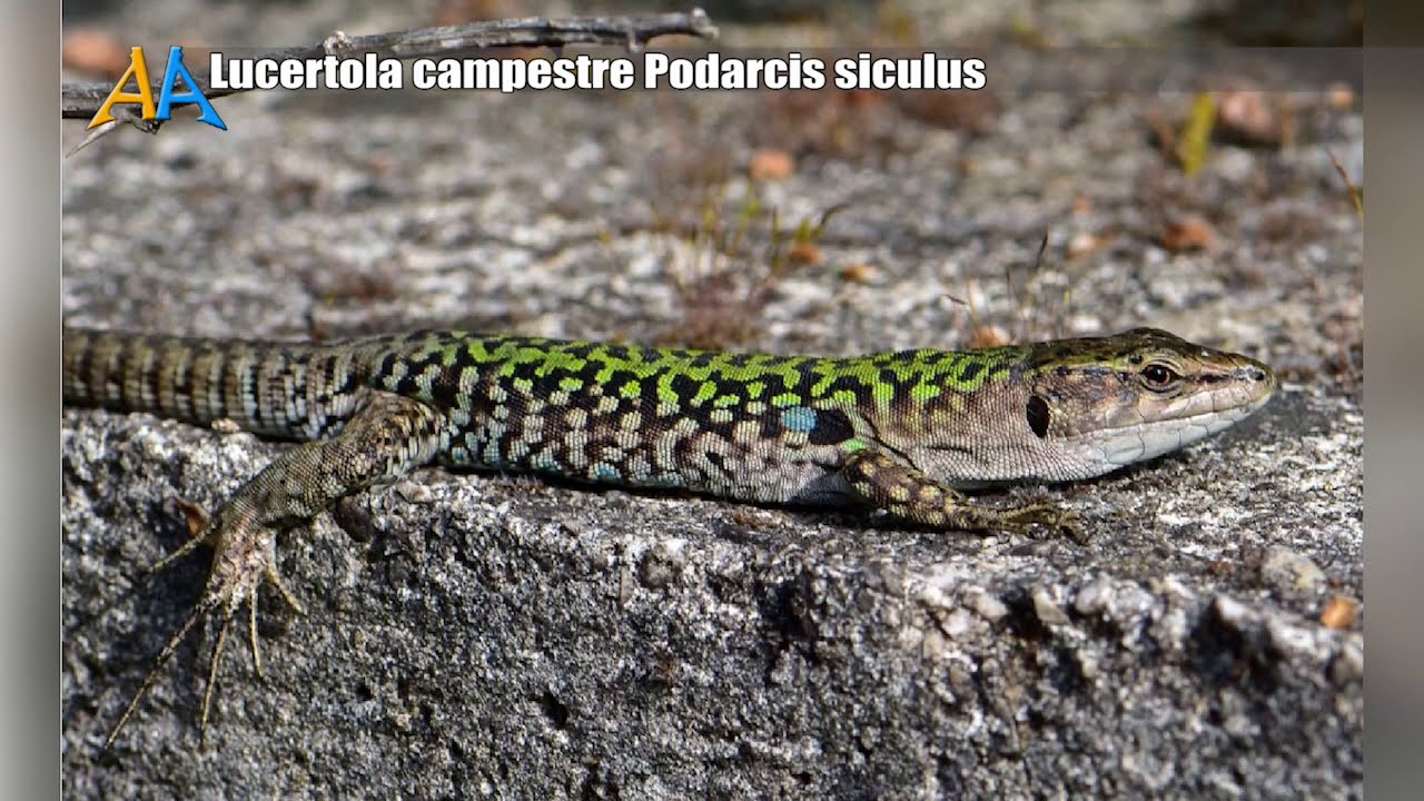 Lucertola campestre Podarcis siculus - Italian wall lizard – Tassello della nostra biodiversità