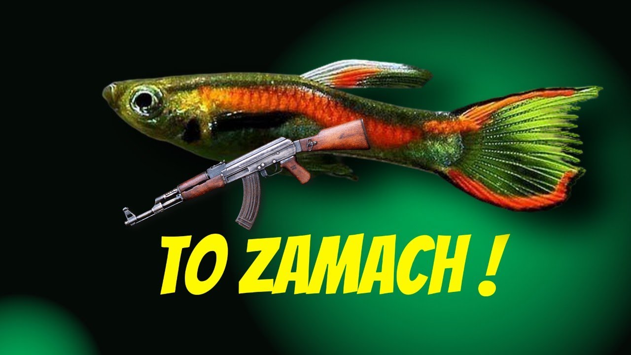 Gupiki Endlera to zwykli Terroryści !
