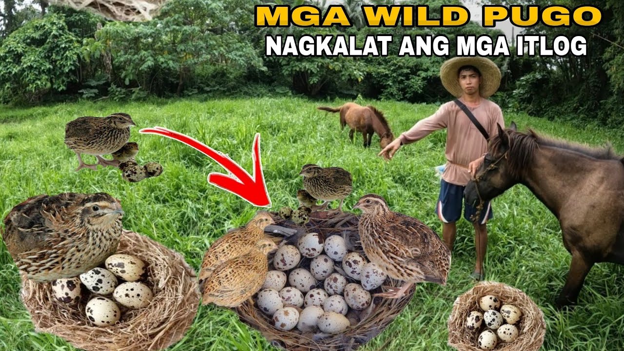 NAGKALAT ANG ITLOG SA SPOT NA ITO SA ABANDONADONG PALAYAN