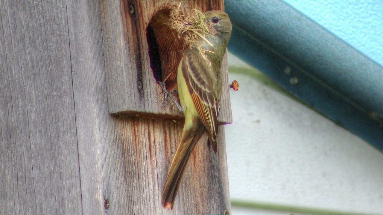 Great Crested Flycatchers Building Nest in Owl Nest Box - Day 1