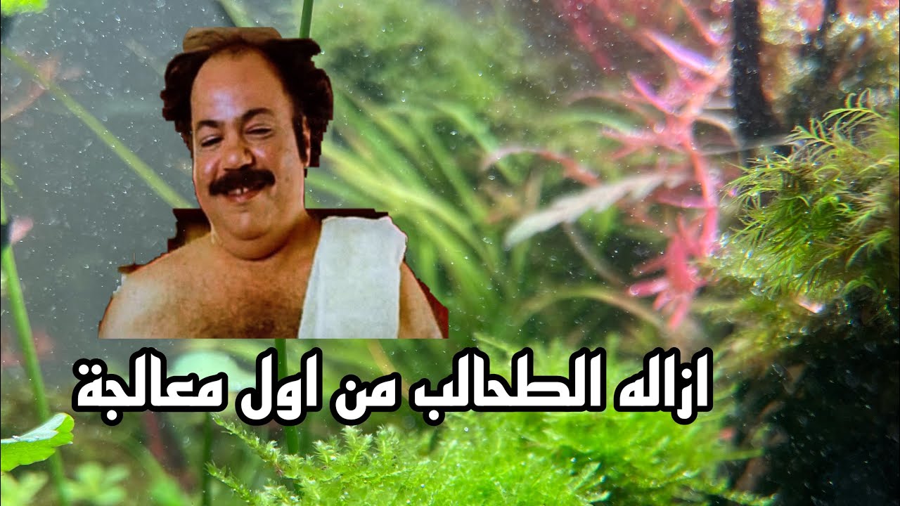 التخلص من كل انواع الطحالب باسهل طريقة