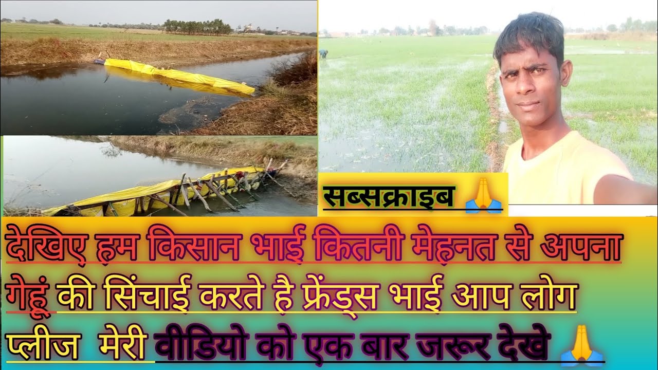 देखिए कितनी मेहनत से गेहूं की सिंचाई किसान कर रहे है freinds मेरी वीडियो को प्लीज़ एक बार जरूर देखे 