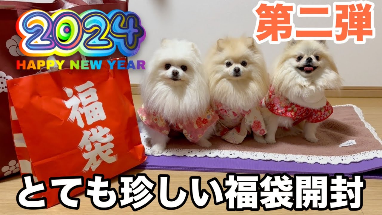初売りでとても珍しい犬の福袋を買ってきたので開封してみたら凄かった