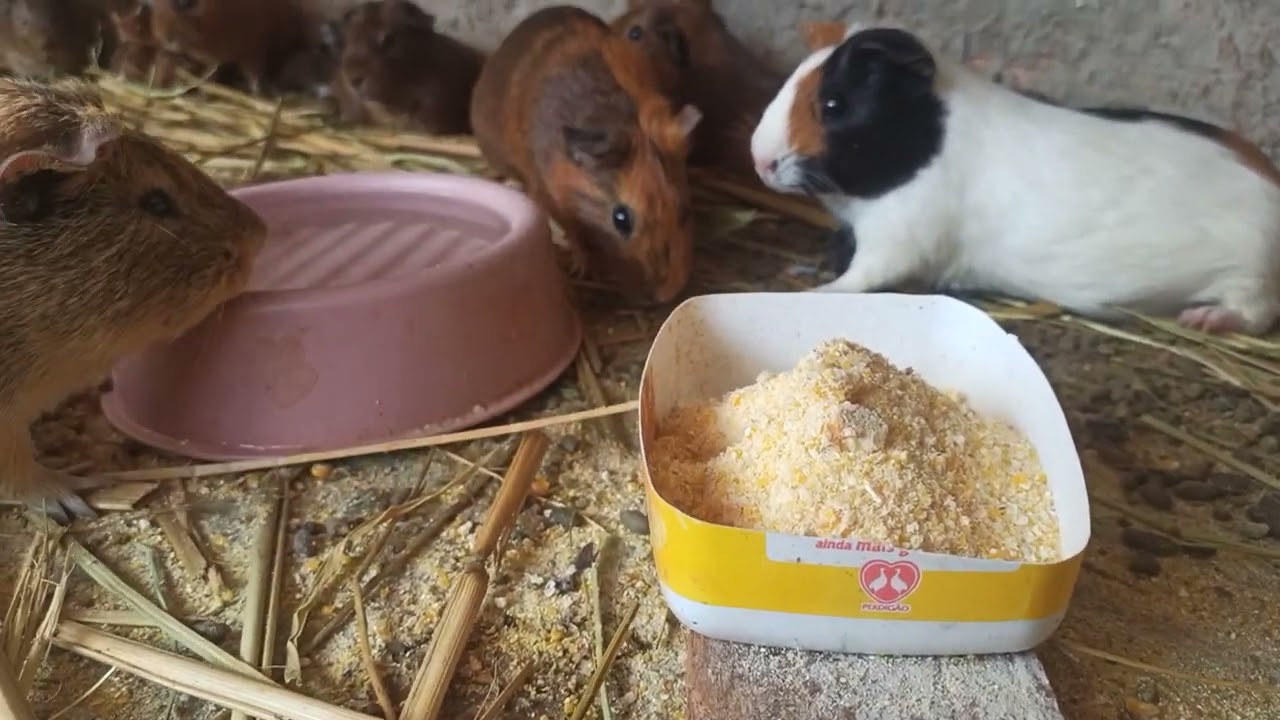 porquinho da índia,cuy bebe água ? como fazer um bebedouro pra porquinho da índia 💦