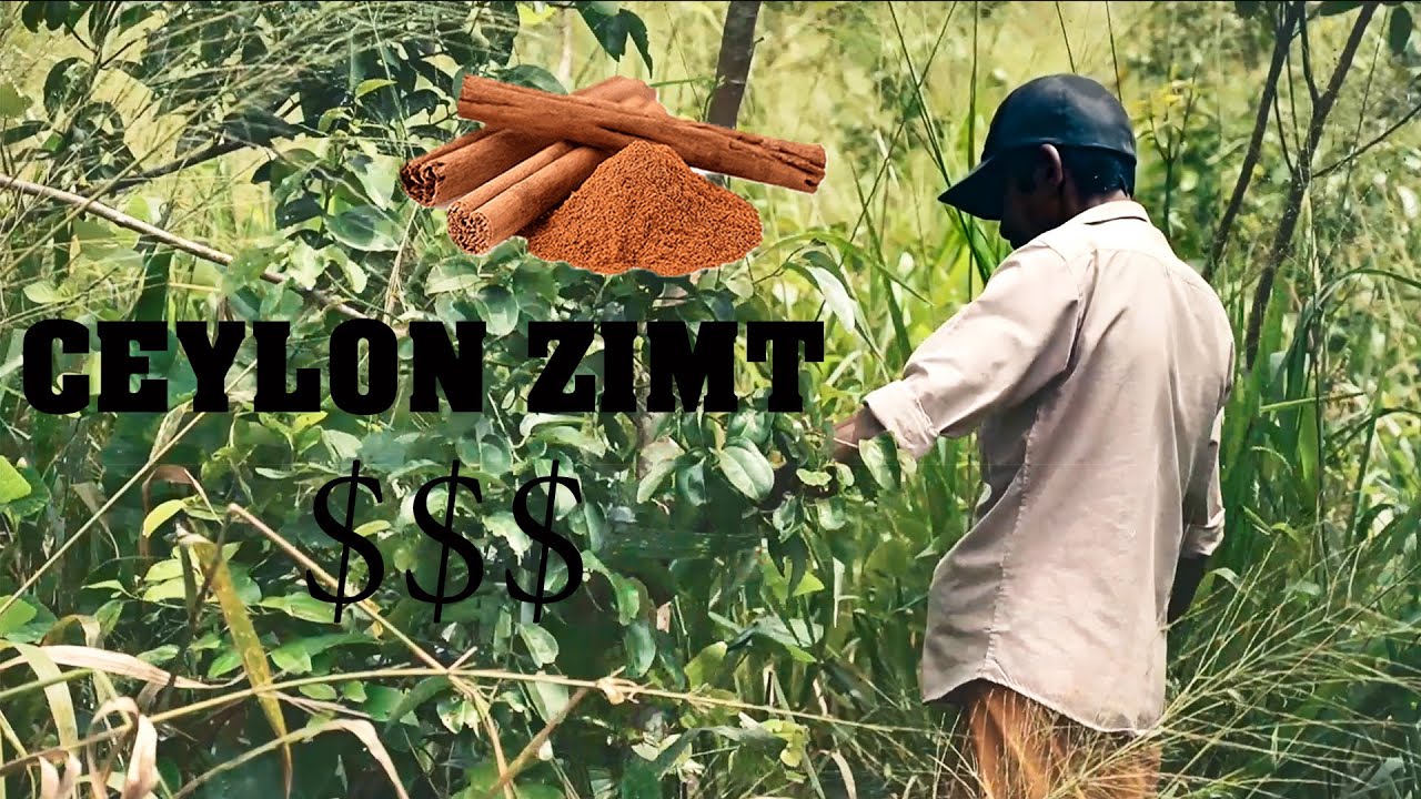 Wie wird der TEUERSTE ZIMT der Welt hergestellt?!