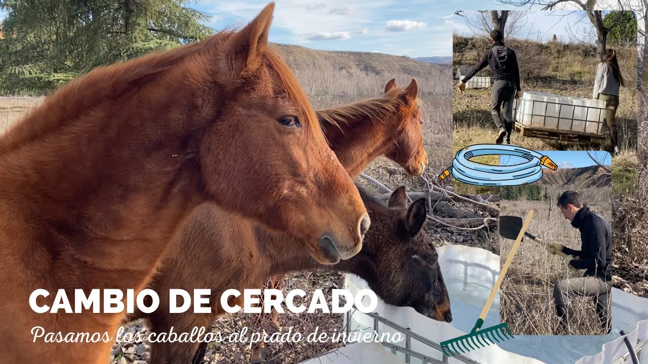 Así gestionamos el ALIMENTO de los CABALLOS en LIBERTAD - ROTACIÓN de PASTOS