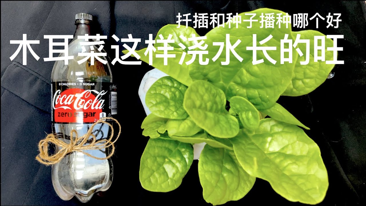 木耳菜这样浇水长的旺｜扦插和种子播种哪个好｜