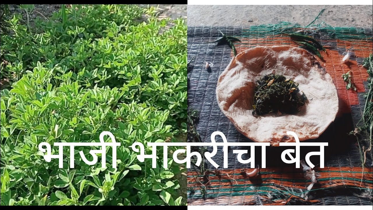 आज बनवला भाजी भाकरीचा बेत//देशी भाजीची चवच भारी#🌿🌱🍀👌🏻🙏🏻