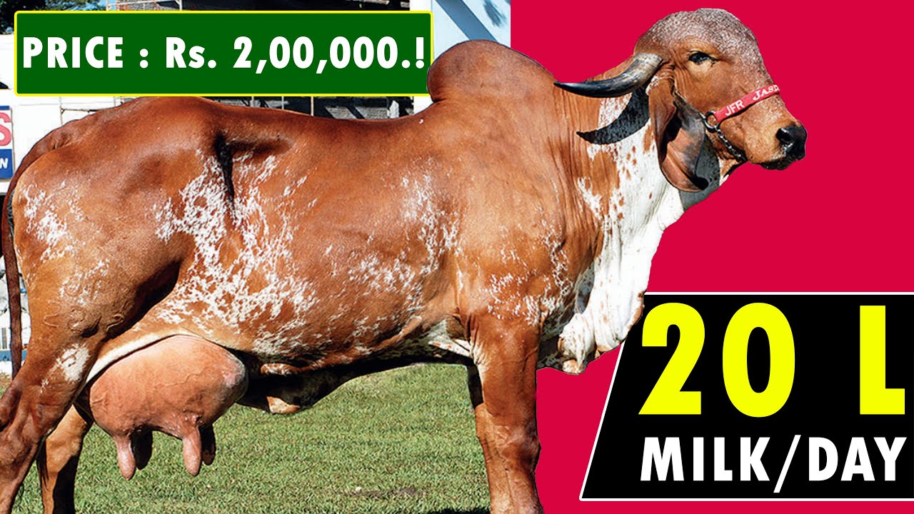 GIR COW BREED - Complete Information's | Highest Milk Producing Cow Breed in India | Best Desi Cow