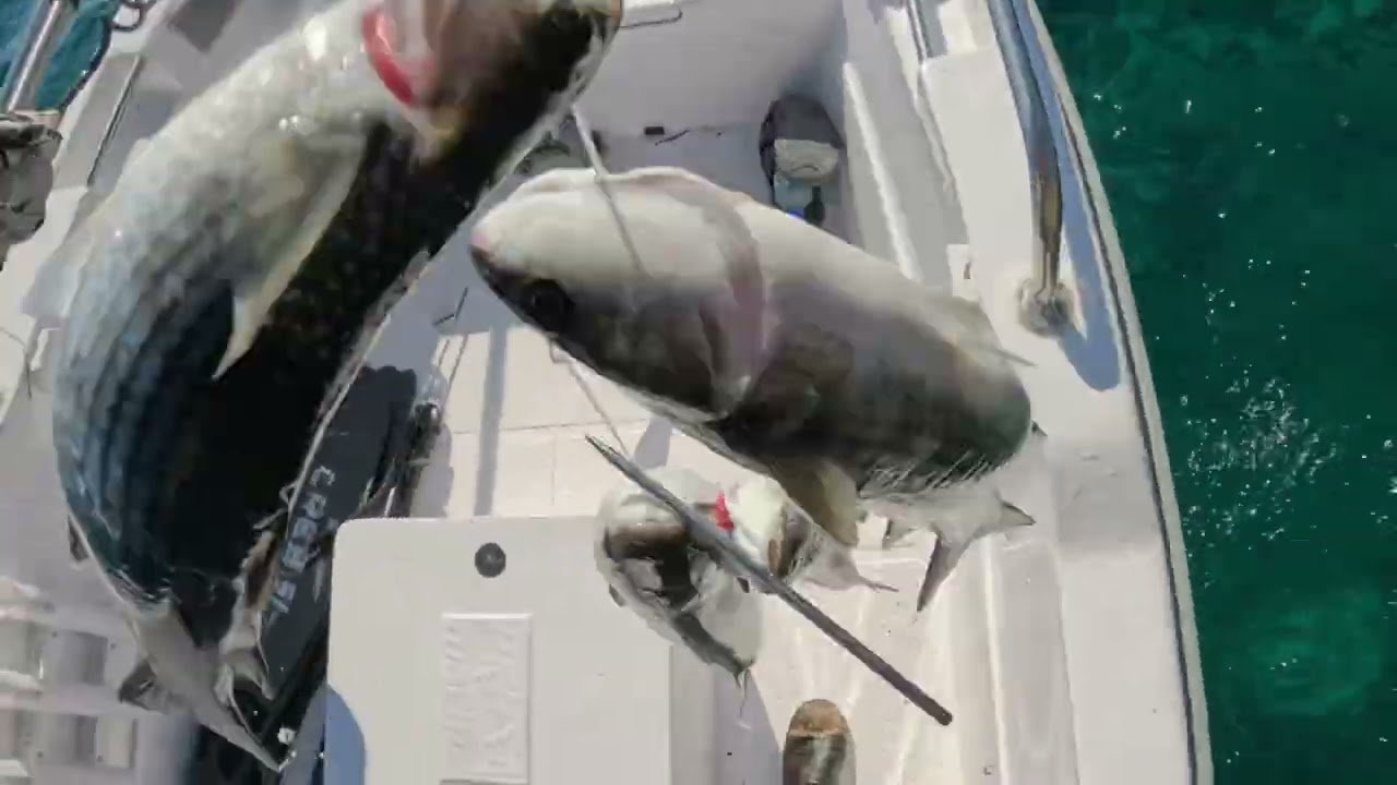 Kefal avlarım. İyi seyirler🐟⚓️