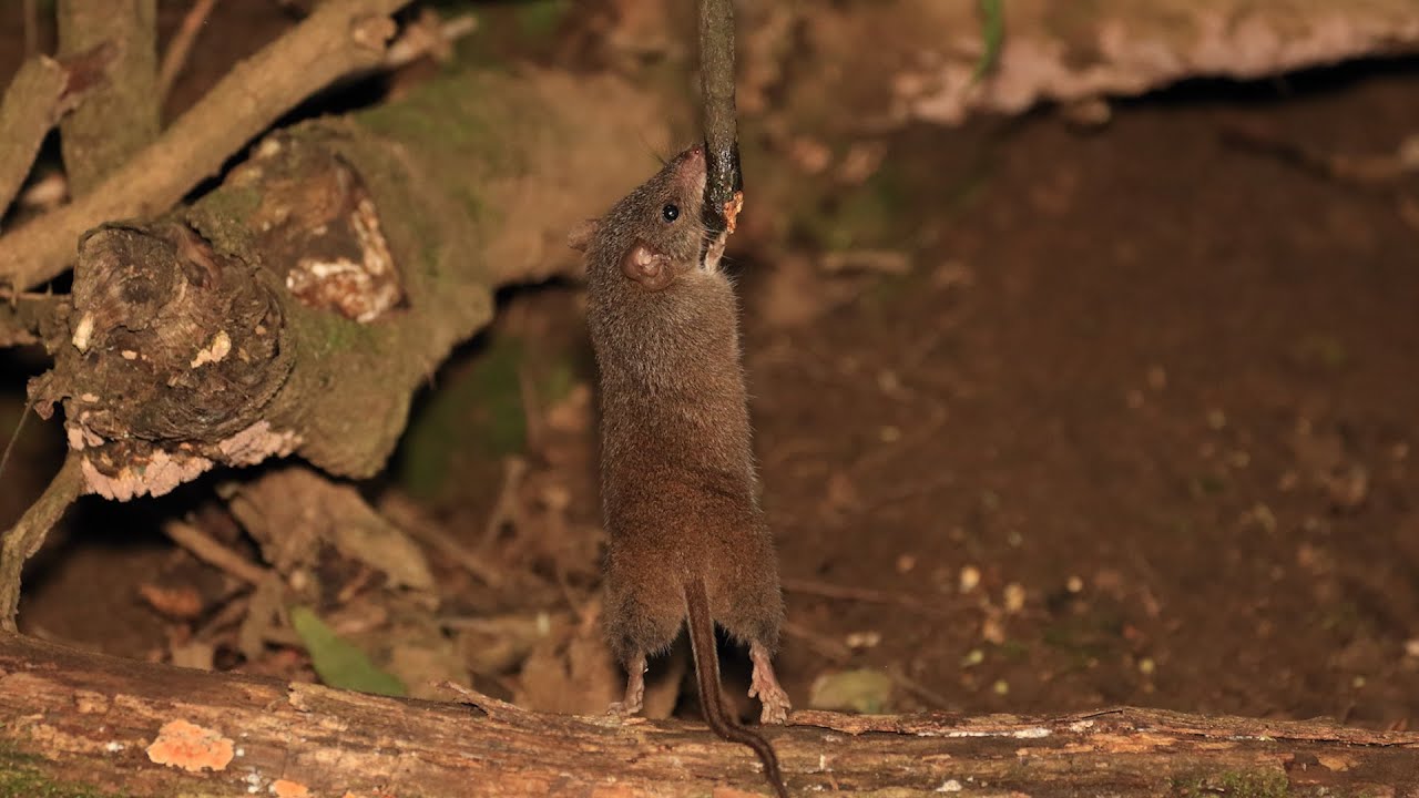 Night Photography tips: Wildlife Perspective View