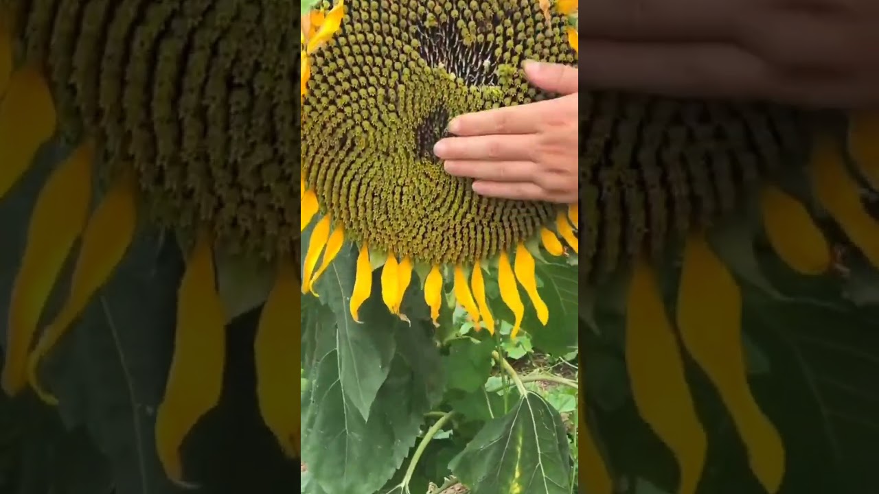 Let's Check On The Sunflower Seed 🌻 