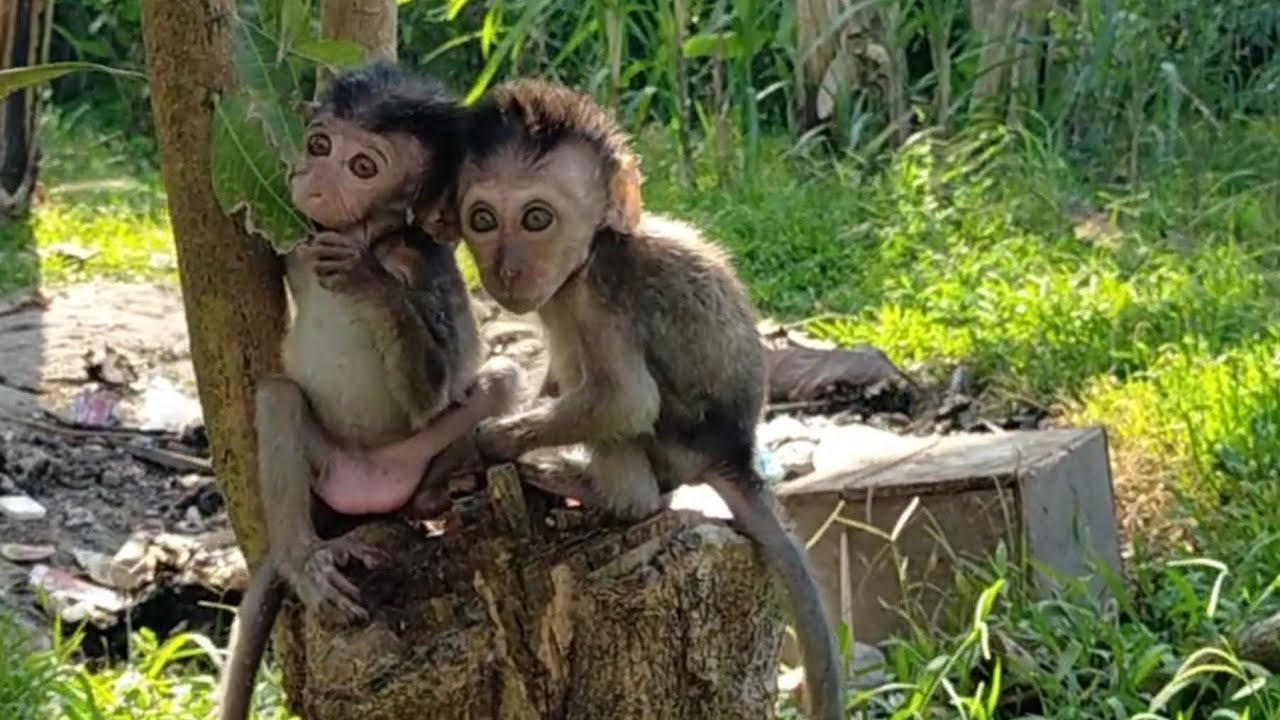 Baby Monkey, Kiki and Kiko Relax while enjoying the breeze