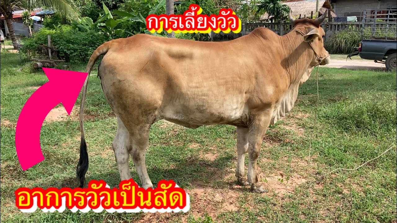 มือใหม่เลี้ยงวัว/#การเลี้ยงวัว #วัวสาว #อาการเป็นสัด สังเกตุอย่างไร?