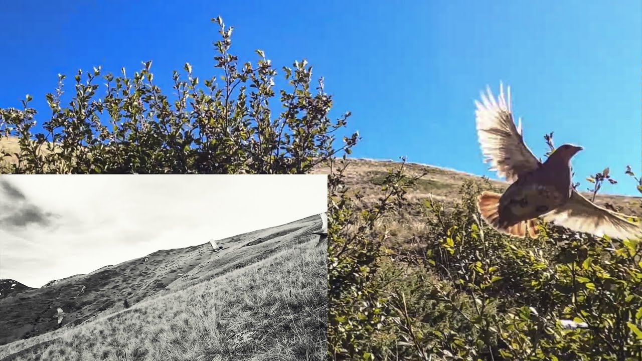 🐶🐶A due passi dal cielo, English setter in montagna e video denuncia🐶🐶