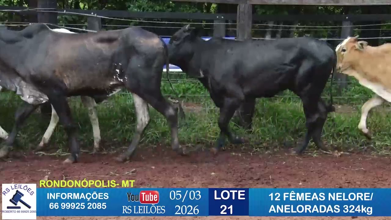 LOTE 21 - 12 FÊMEAS NELORES/ANELORADAS - 324 KG
