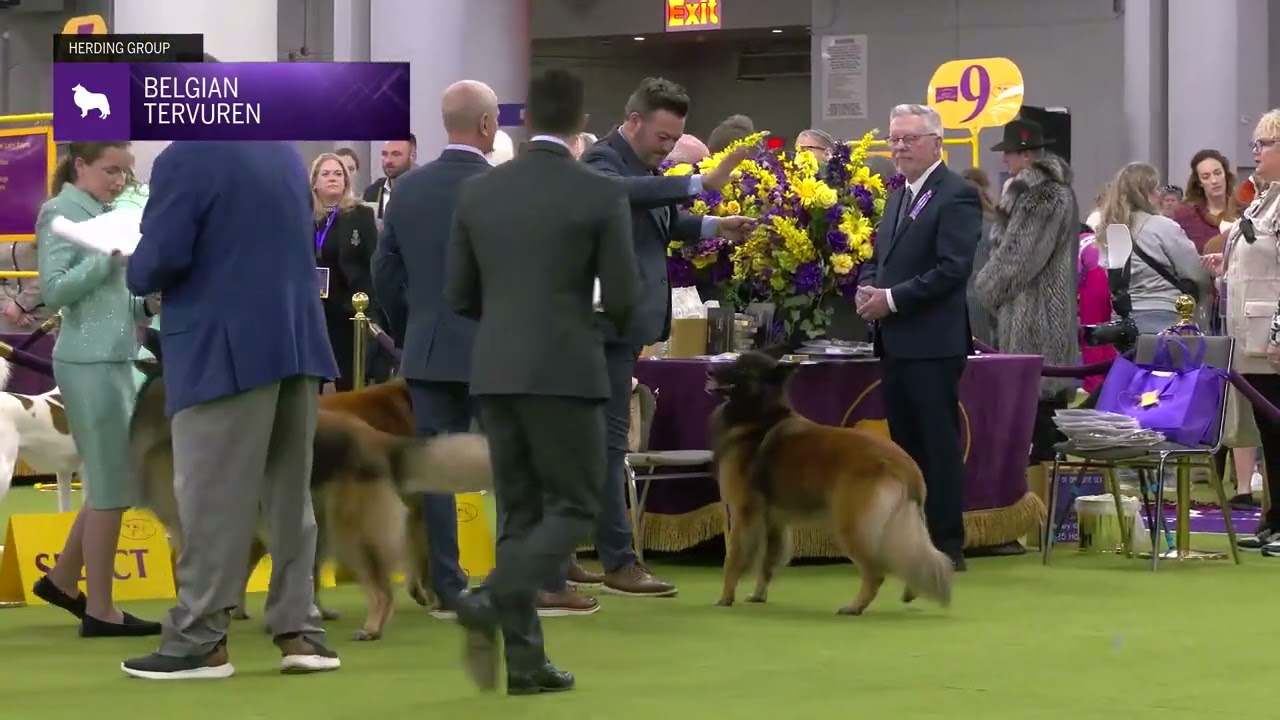 Belgian Tervuren | Breed Judging 2025
