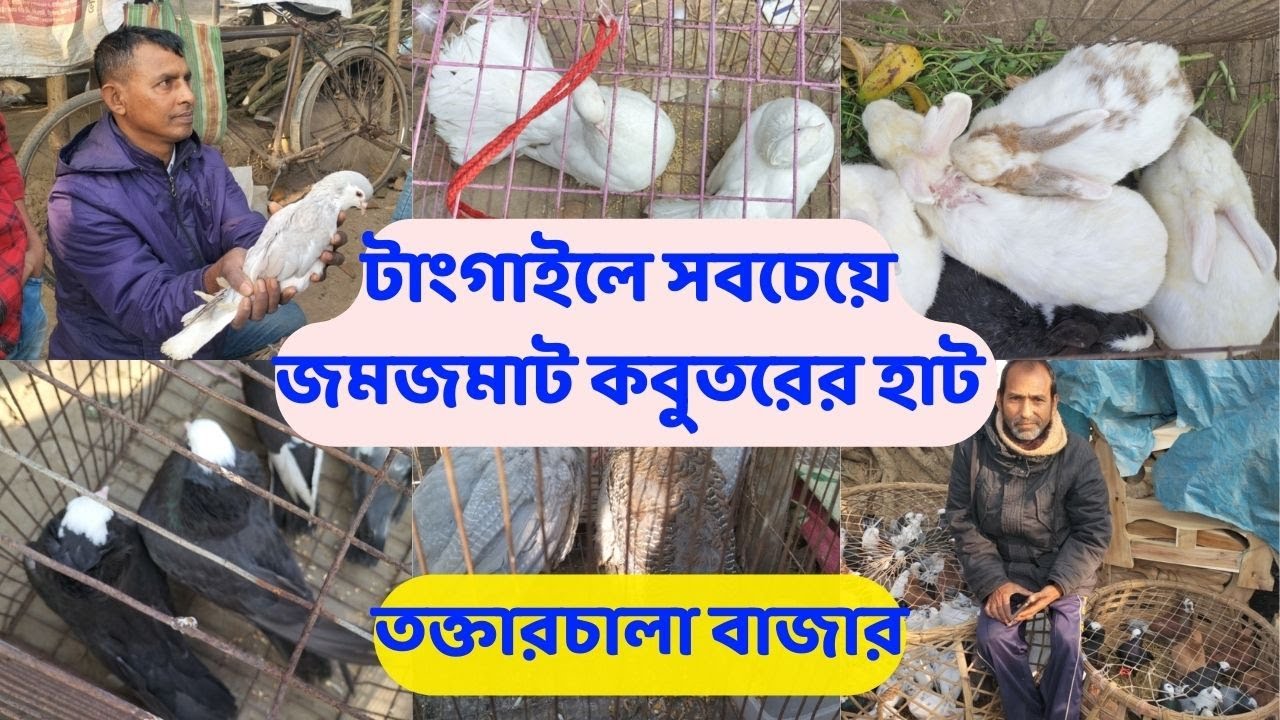 টাংগাইলে সবচেয়ে জমজমাট কবুতরের হাট তক্তারচালা বাজার,pigeon market