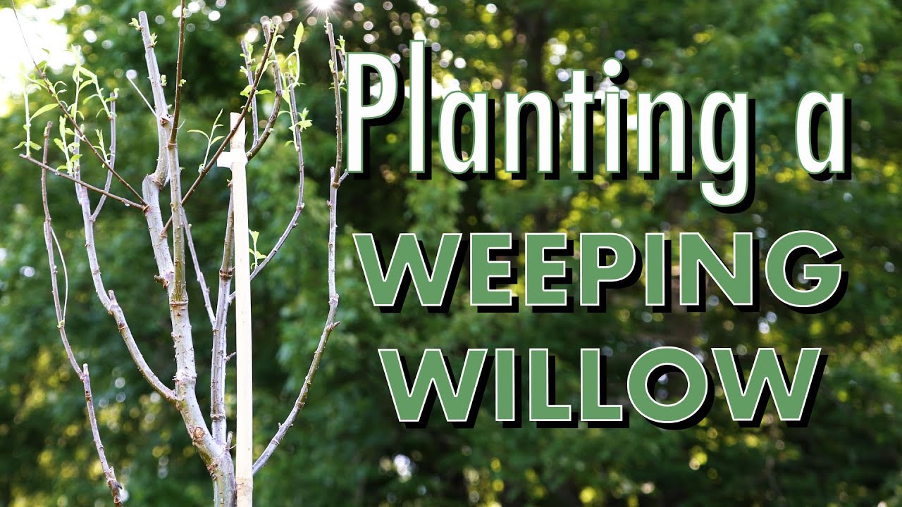 Planting a Weeping Willow