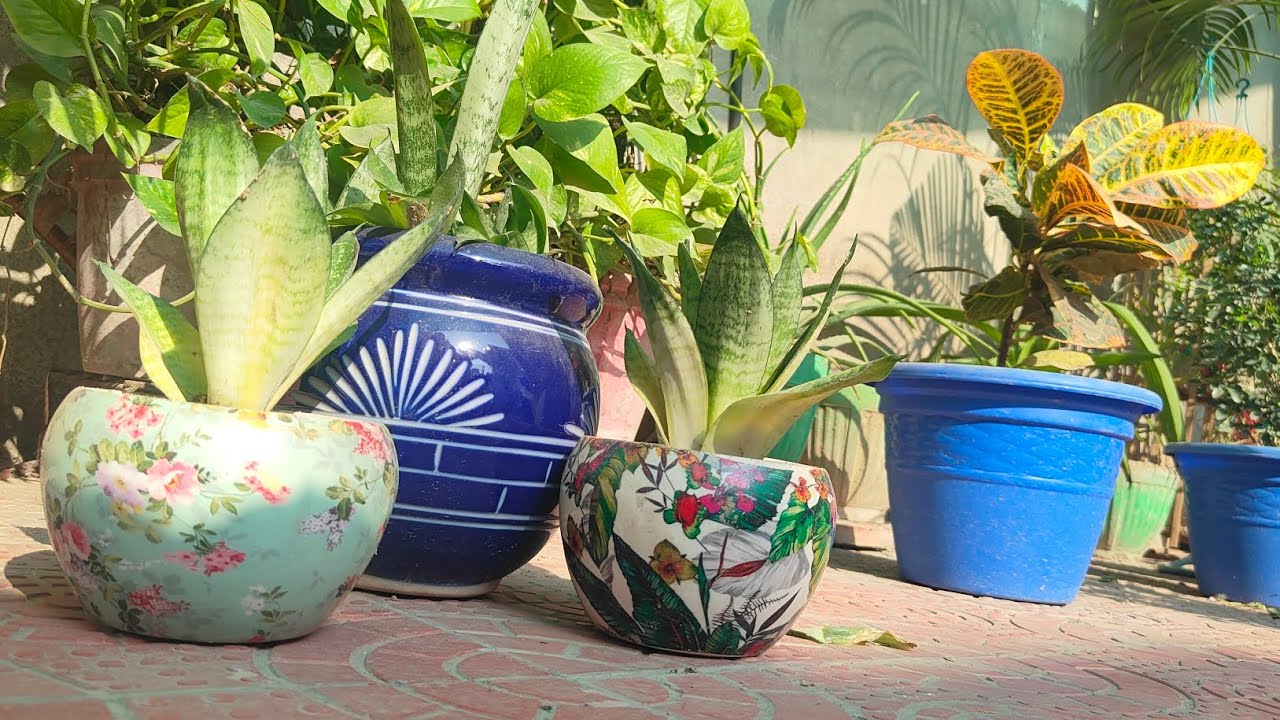 @aashiaaru71 My Garden  Repot Snake Plant #flowers #garden #snakeplant  #viralvideo #repotting 