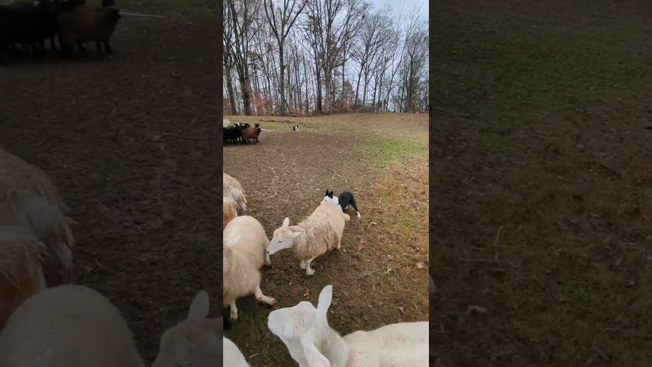 Border Collie puppy herding basics