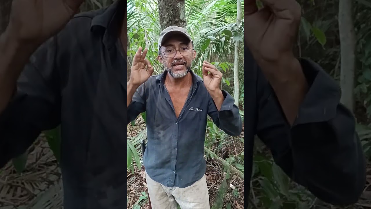 A ONÇA ATACA DE NOVO