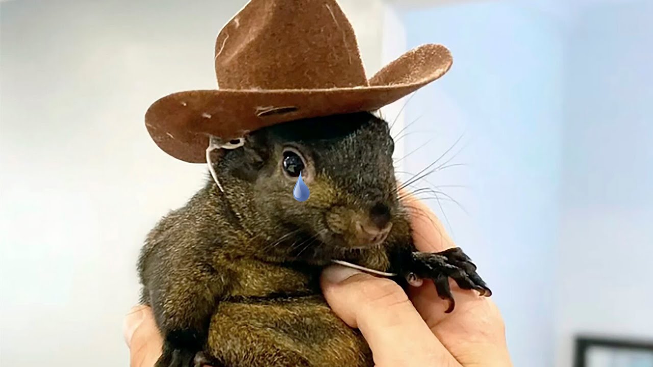 Peanut The Squirrel Tribute Song