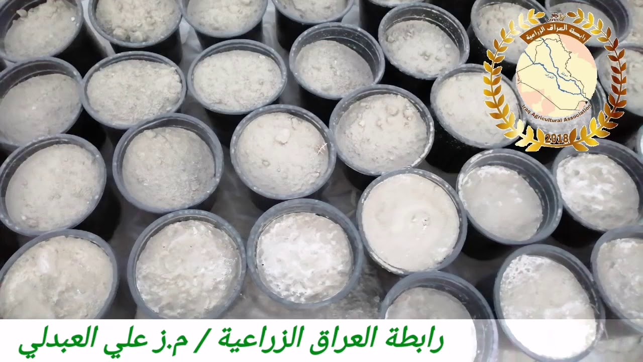 الطريقة الصحيحة لغسل الزميج من الاملاح