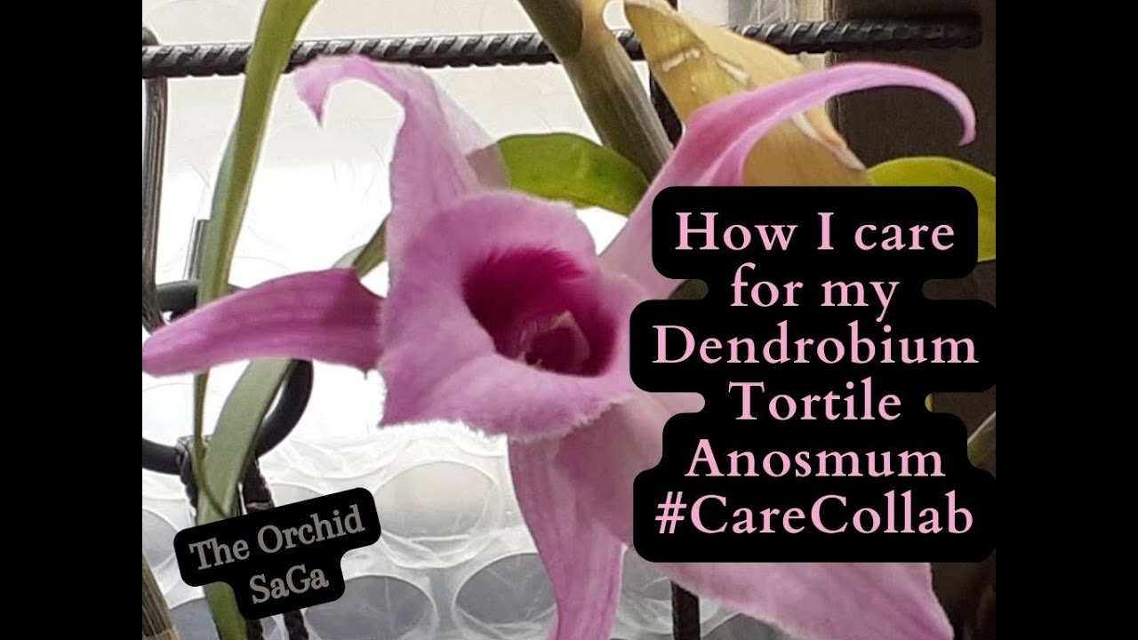 How I care for my Dendrobium Tortile Anosmum, @CareCollab