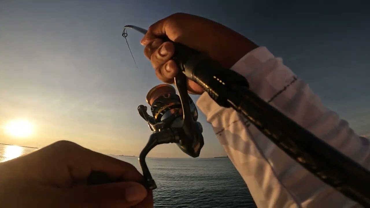 Shore jigging hits a good size longfin trevally on Zerek Speed slider