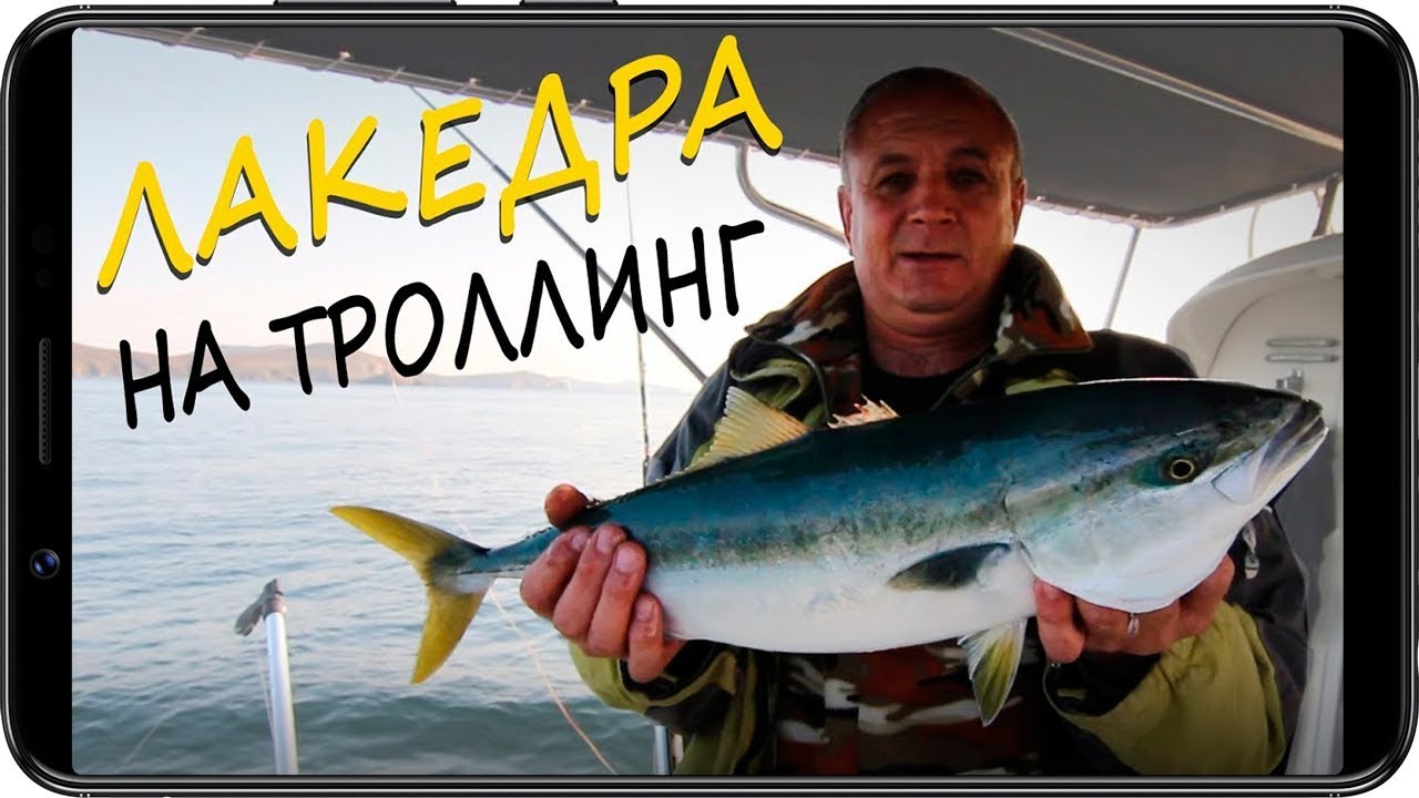 Желтохвостая Лакедра на Троллинг