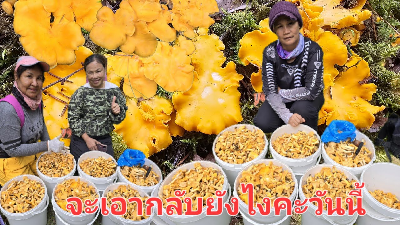 6/สค/68🍄🍄🍄วิ่งเก็บจนเหนื่อยเหมือนใครมาปลูกไว้เลย