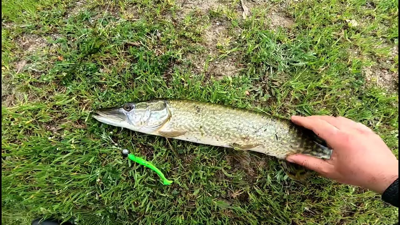 Pescuit la răpitor partea 2 ! Adevărata față a pescuitului la spining! AXC