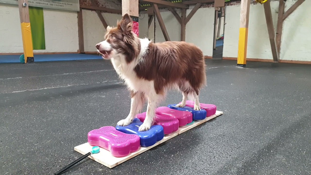 Julie trainiert sich nach ihrem Vestibularsyndrom wieder fit
