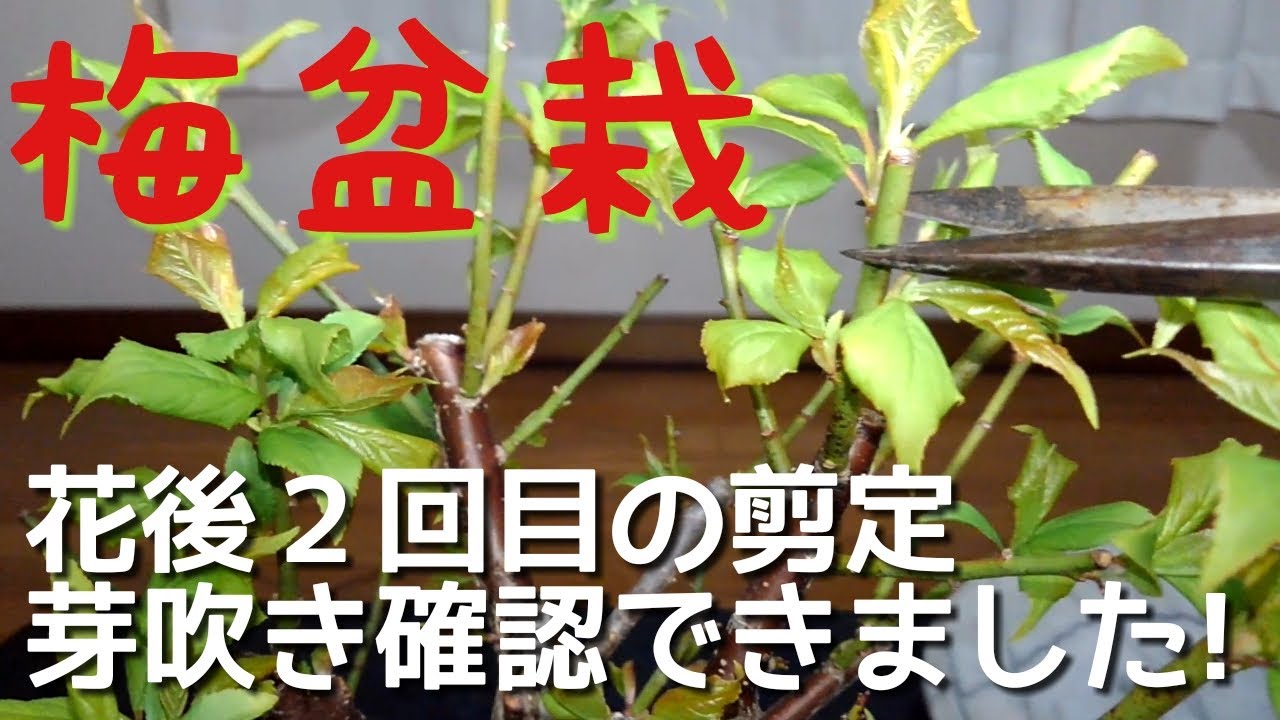 梅盆栽　花後２回目の剪定芽吹き確認できました！