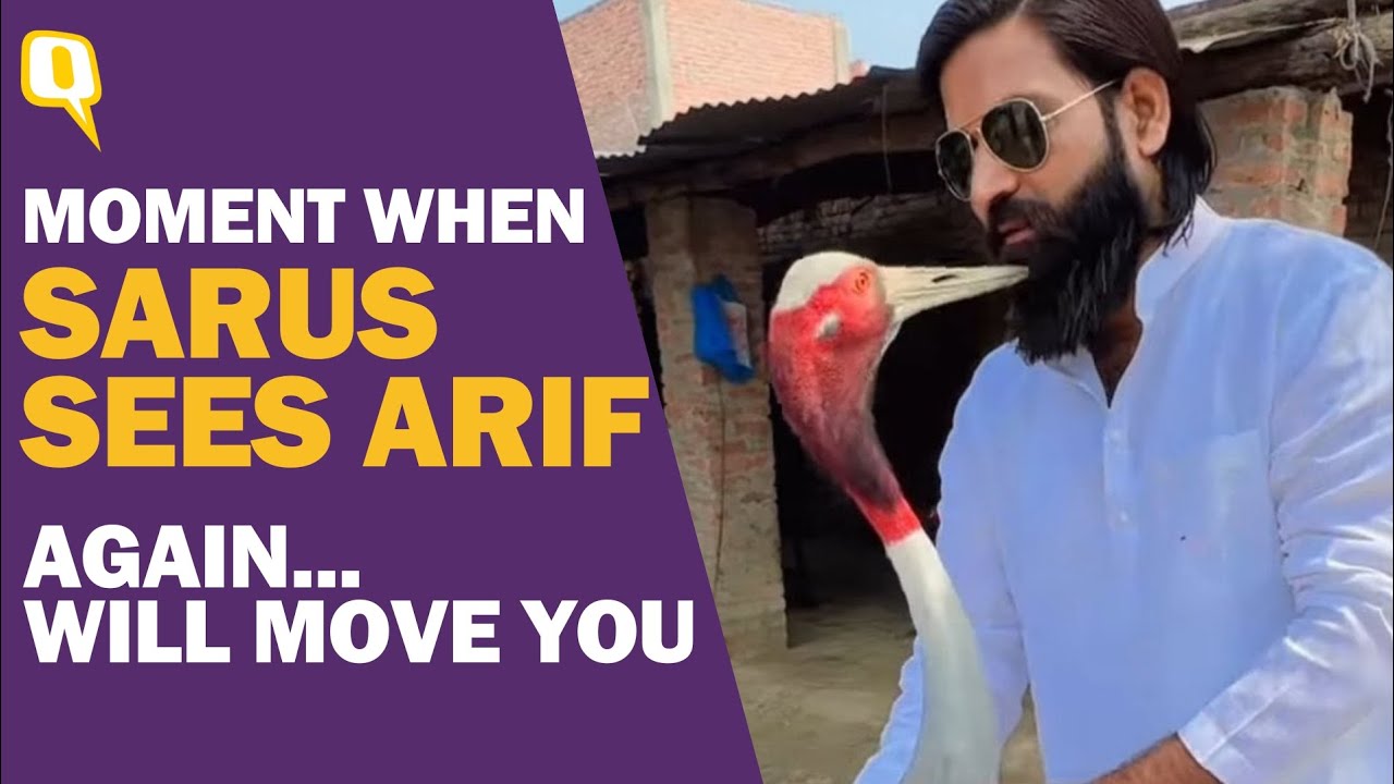 Arif Meets Sarus Days After Separation, The Bird's Reaction Will Melt Your Heart...